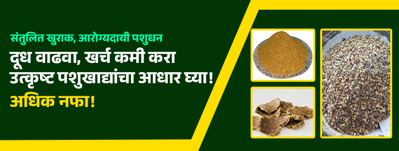 cover page for a fb cow 2