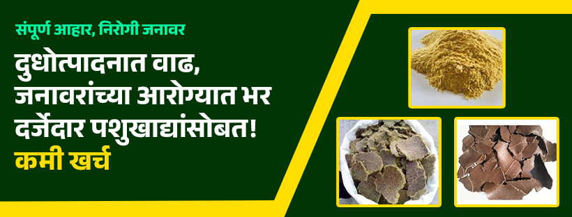 cover page for a fb cow